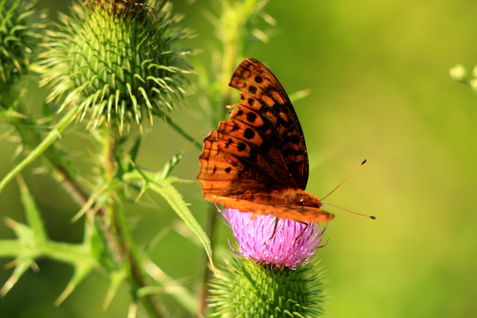 Butterfly Insect Moths And Butterflies Brush Footed Butterfly