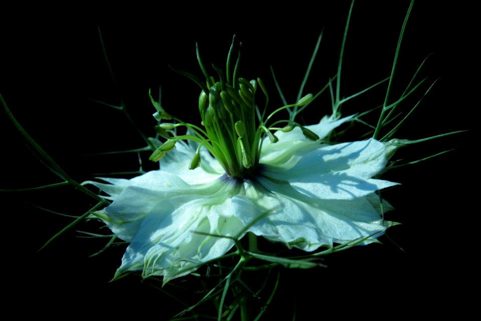 Flower Plant Flora Flowering Plant