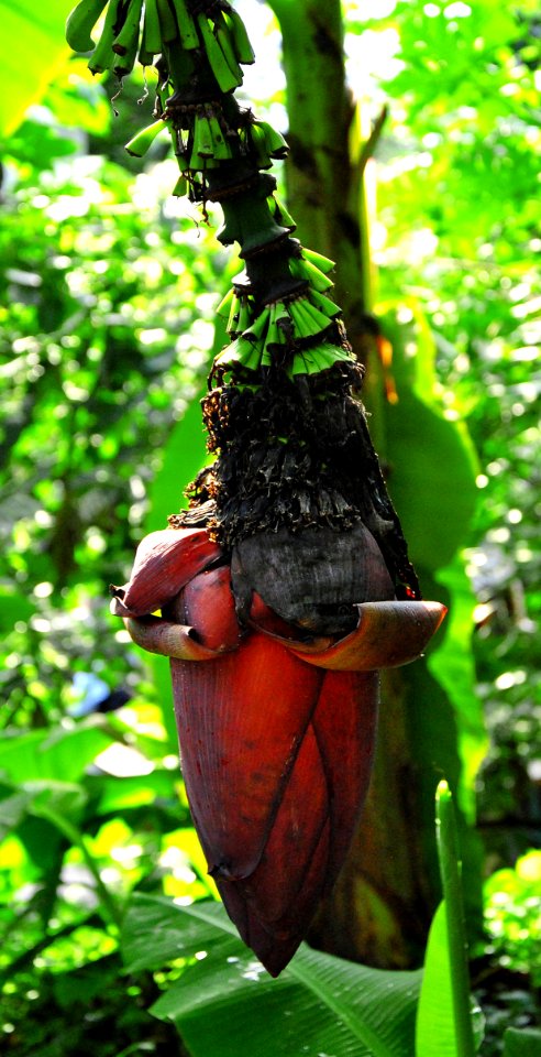 Leaf Flora Plant Tree