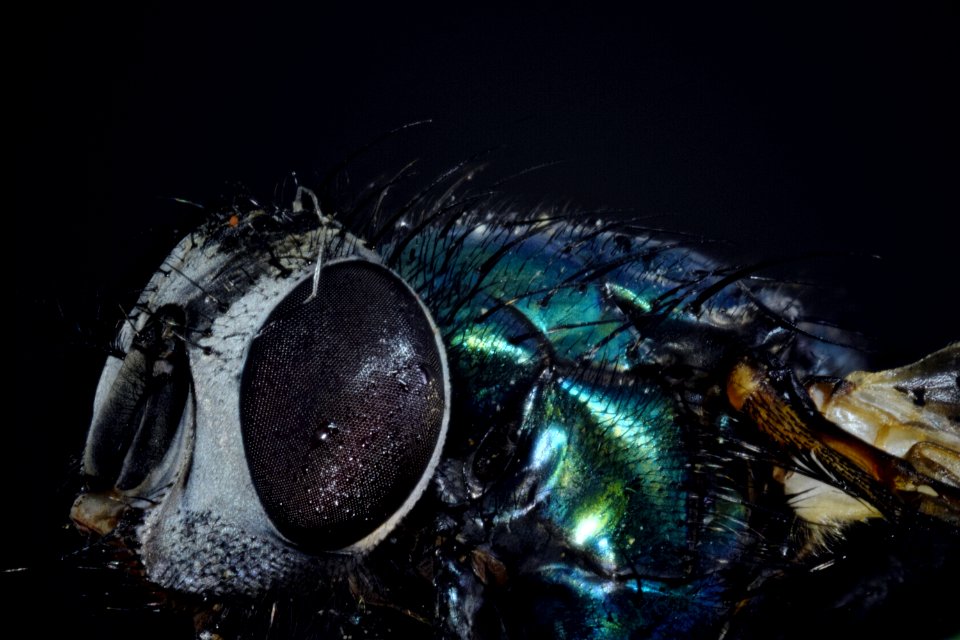 Insect Invertebrate Membrane Winged Insect Macro Photography