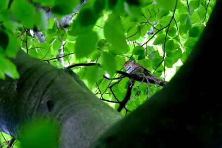 Leaf Green Vegetation Branch