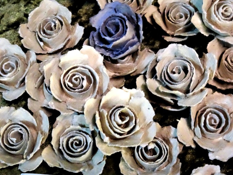 Flower Rose Rose Family Plant