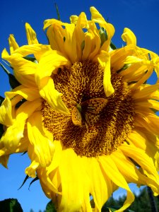 Sunflower Flower Yellow Sunflower Seed photo