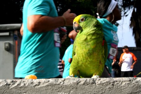 Parrot Vertebrate Bird Macaw