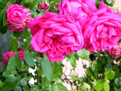 Rose Flower Rose Family Plant