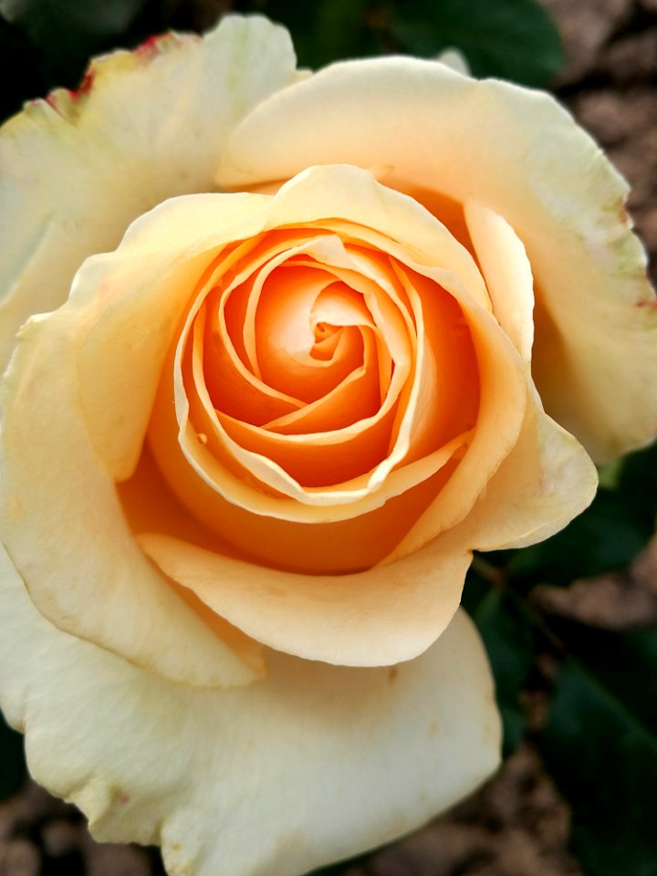 Rose Flower Rose Family Garden Roses
