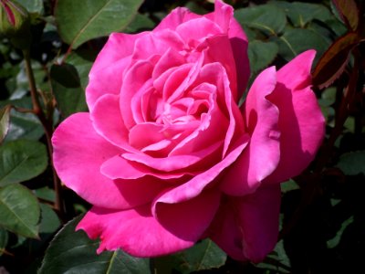 Flower Rose Plant Rose Family