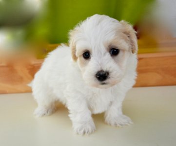 Dog Like Mammal Dog Dog Breed Maltese