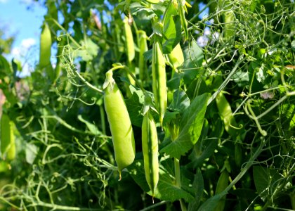 Plant Vegetable Produce Momordica Charantia