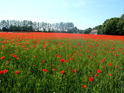 Field Flower Ecosystem Meadow photo