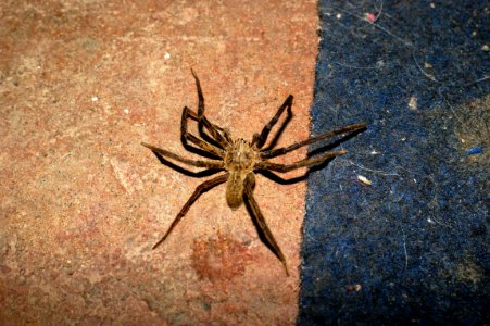 Spider Arachnid Invertebrate Wolf Spider