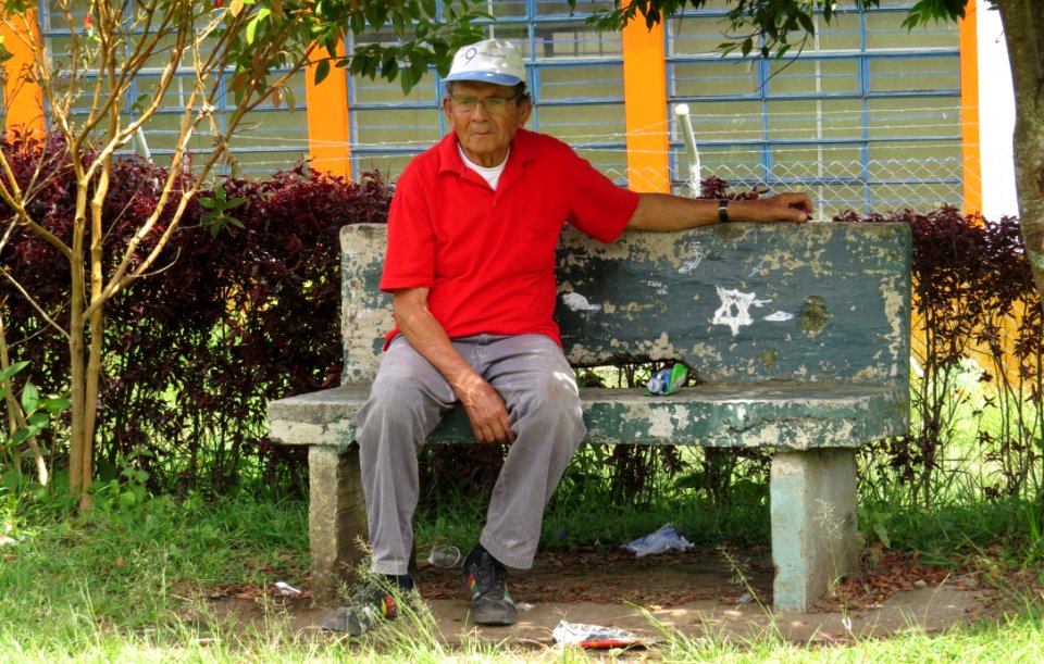 Tree Plant Grass Bench