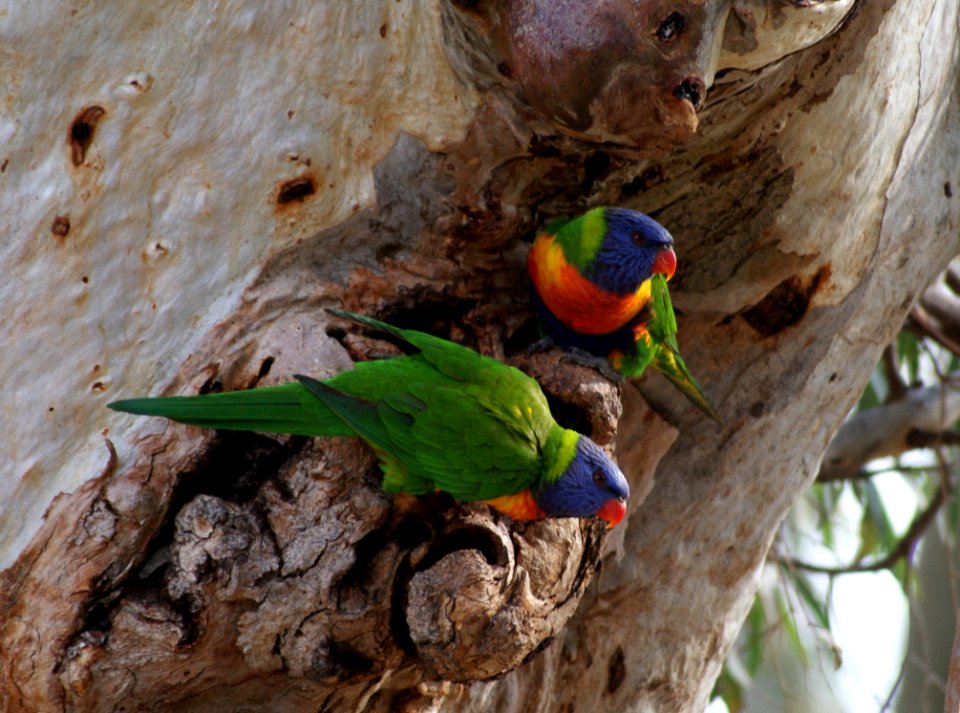 Bird Fauna Parrot Beak photo