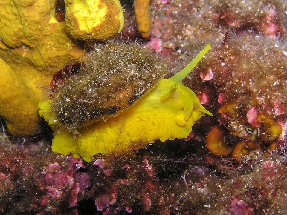 Diving underwater croatia photo