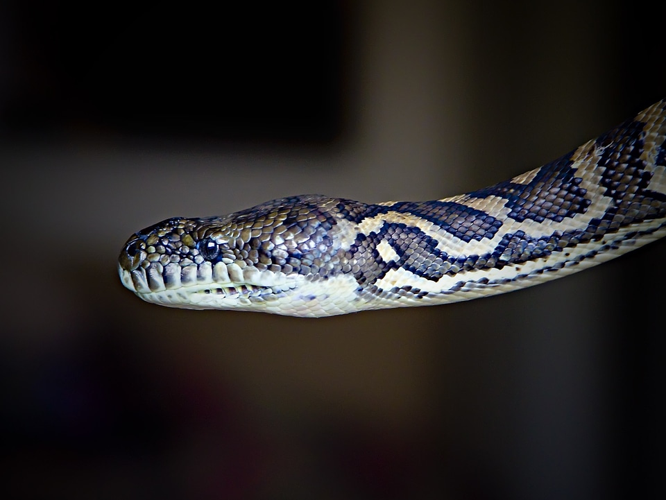 Wild serpent predator
