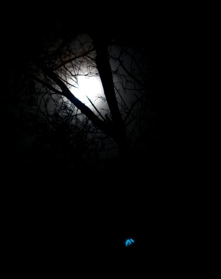 Branch Darkness Night Sky