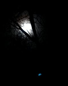 Branch Darkness Night Sky photo