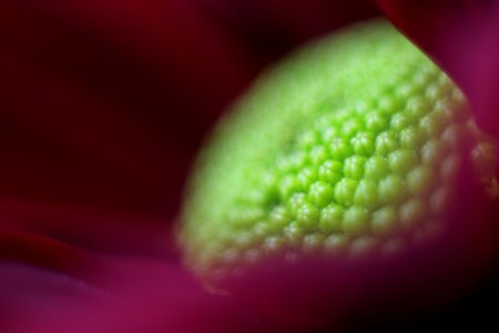 Green Macro Photography Close Up Petal