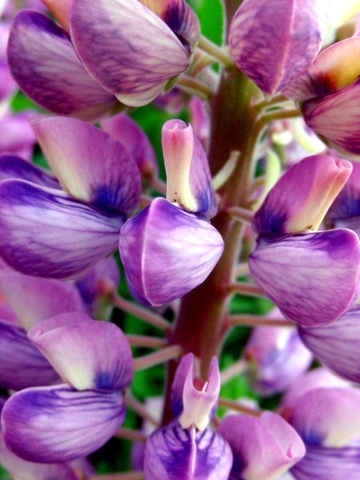 Purple Flower Plant Violet photo