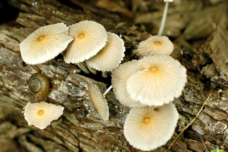 Mushroom Edible Mushroom Fungus Oyster Mushroom