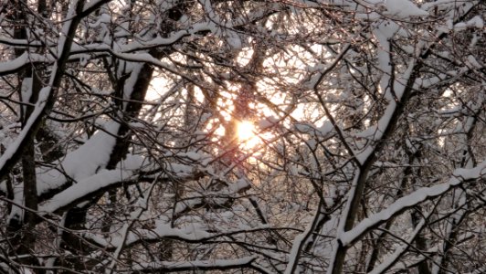 Branch Winter Tree Sky photo