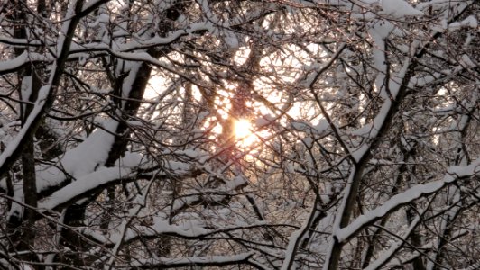 Branch Winter Tree Sky