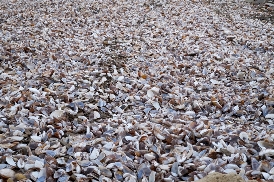 Gravel Rubble Pebble Seashell photo