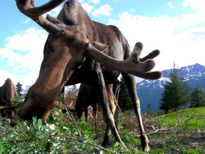 Fauna Wildlife Tree Moose