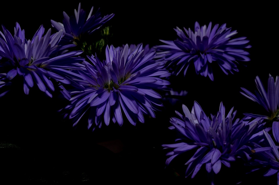 Aster flower purple