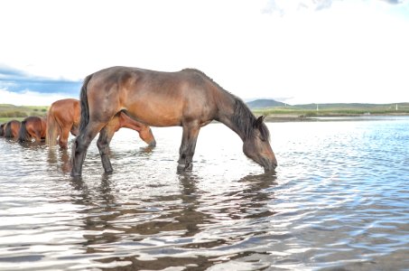 Horse Like Mammal Horse Wildlife Mustang Horse
