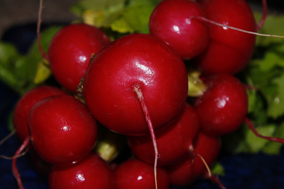 Raphanus sativus var sativus garden red