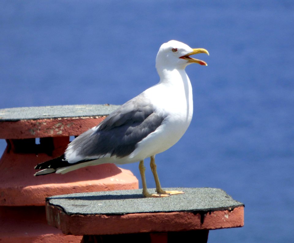 Bird Gull Seabird European Herring Gull