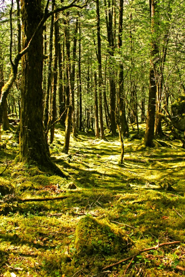 Woodland Ecosystem Forest Nature