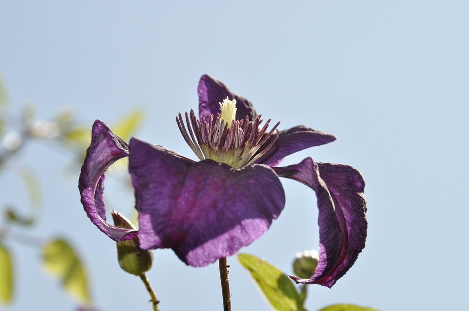 Bloom purple flower anna lina artline