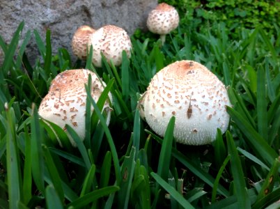 Mushroom Fungus Agaricaceae Agaricomycetes photo