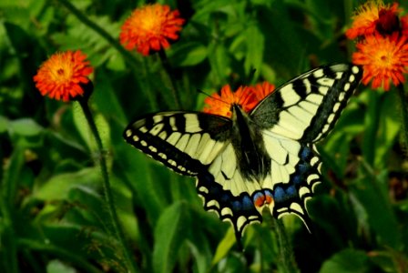 Butterfly Moths And Butterflies Brush Footed Butterfly Flower
