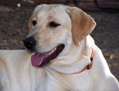 Dog Labrador Retriever Dog Breed Dog Like Mammal
