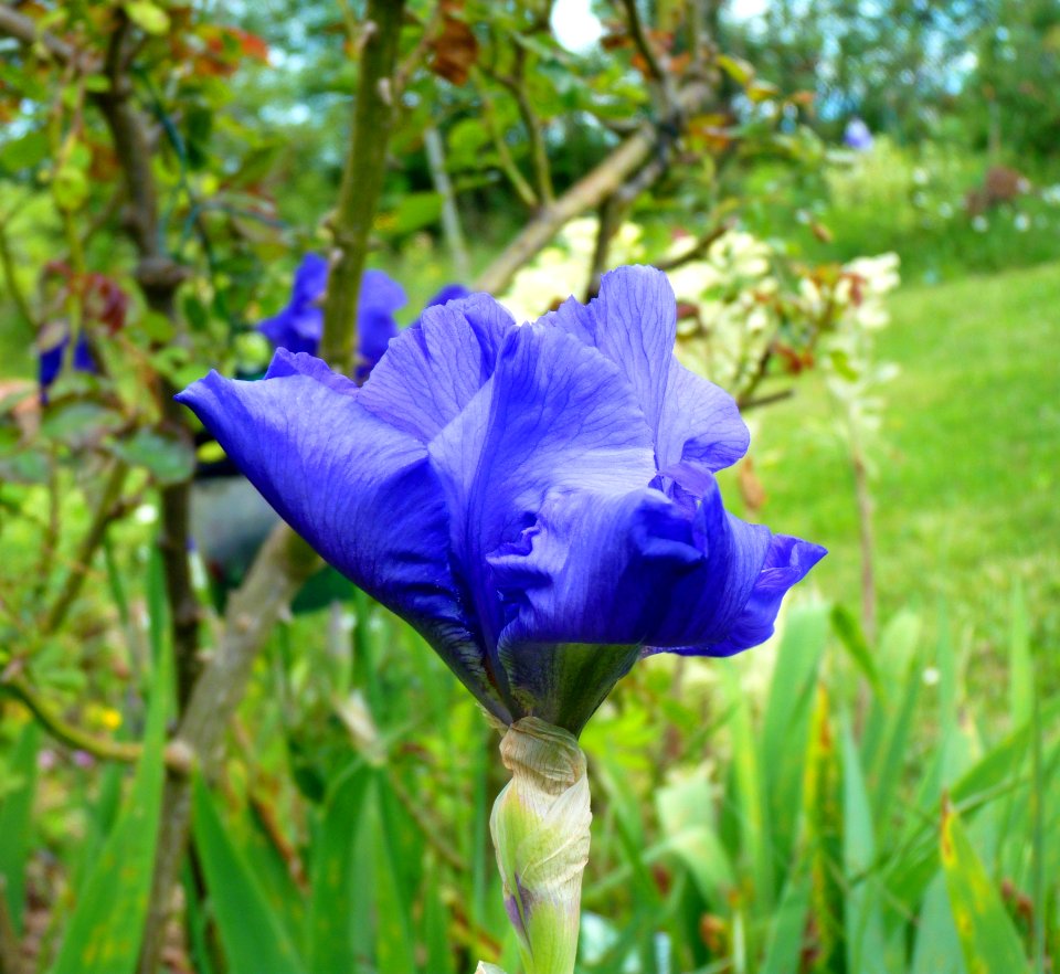 Flower Plant Flora Purple
