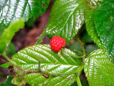 Berry Raspberries Blackberries And Dewberries West Indian Raspberry Mulberry
