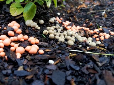 Fungus Soil Rock Mushroom