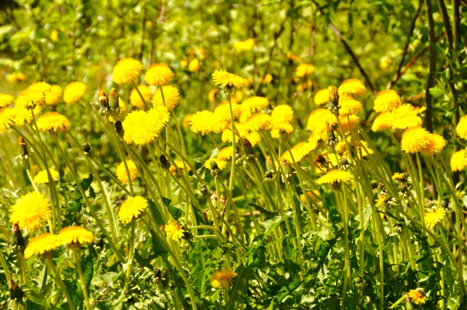 Flower Yellow Flora Sow Thistles