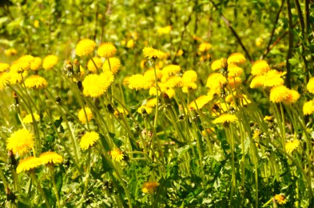 Flower Yellow Flora Sow Thistles
