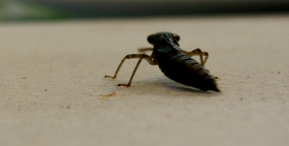 Insect Invertebrate Pest Arthropod