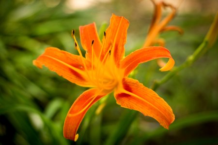 Flower Flora Lily Orange