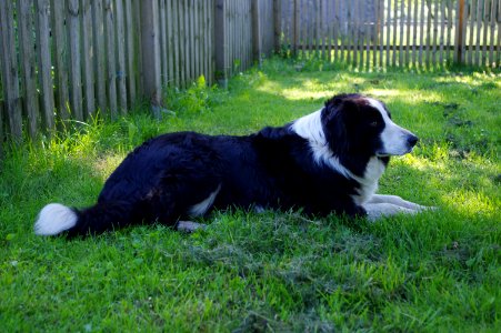 Dog Dog Breed Dog Like Mammal Dog Breed Group
