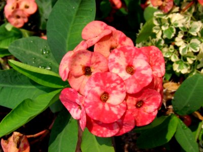 Plant Flower Annual Plant Flowering Plant