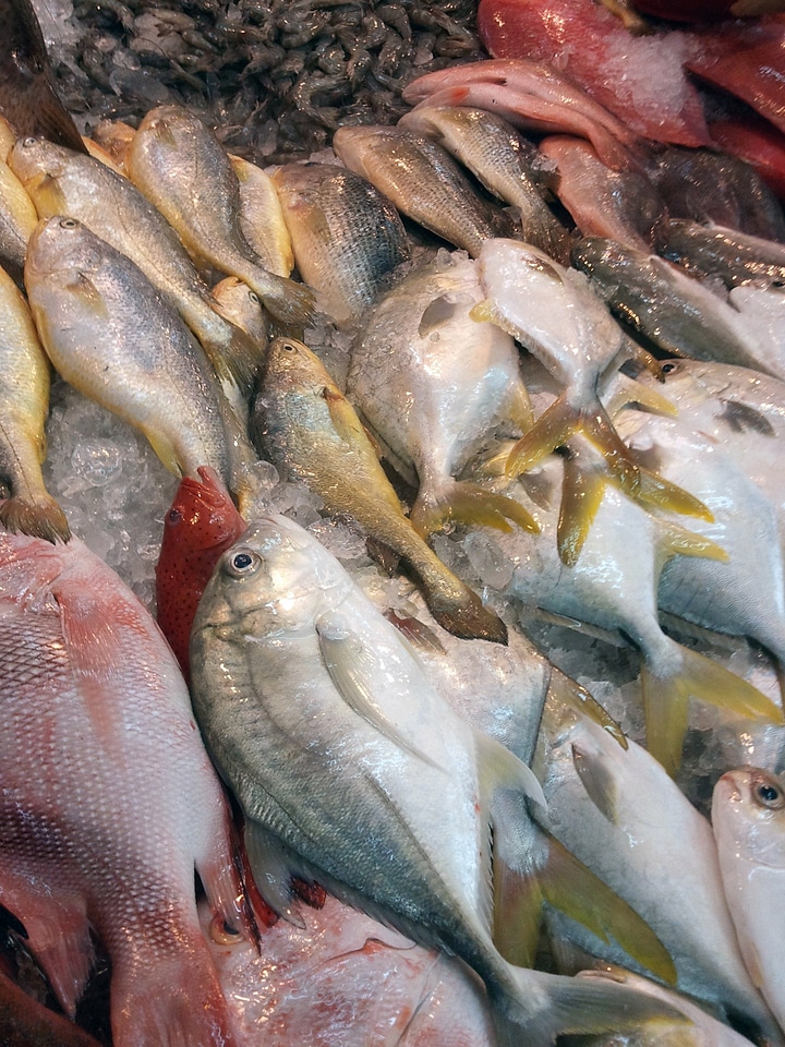 Caught seafood fishing