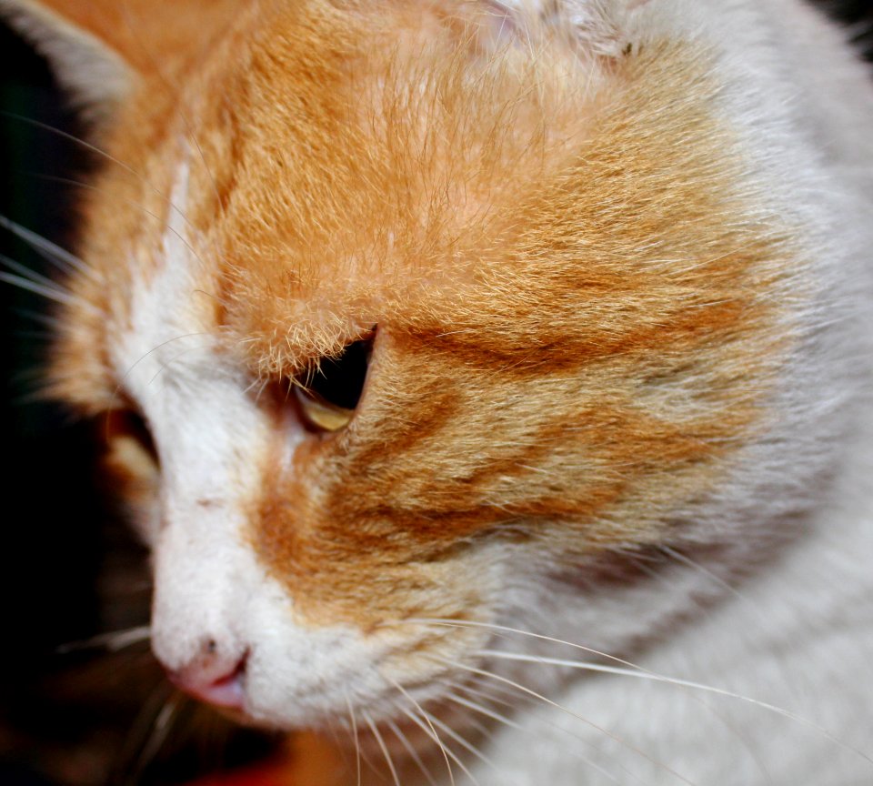 Cat Whiskers Nose Fauna