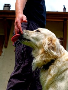 Dog Dog Breed Dog Like Mammal Borzoi photo