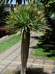 Plant palm tree root canary island dragon tree photo